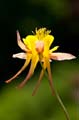 005 Akelei - Columbine -  Aquilegia